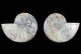 Cut & Polished Ammonite Fossil - Agatized #88226-1